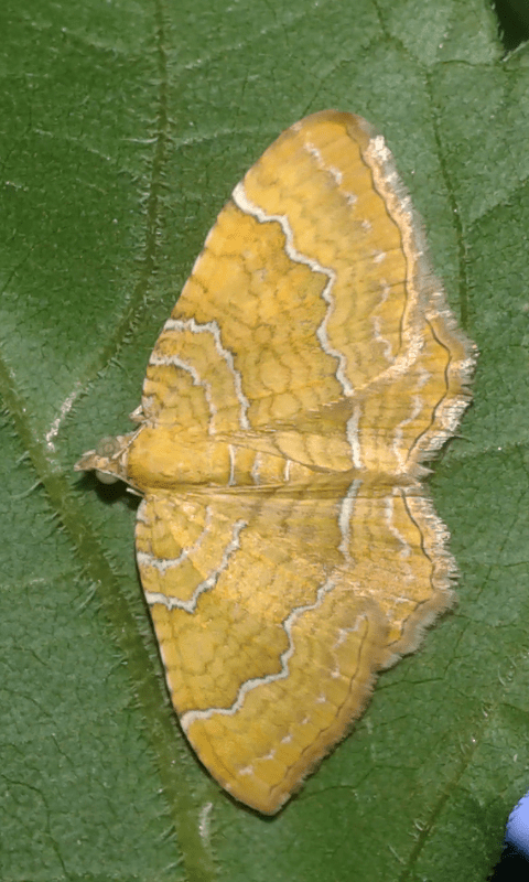 Camptogramma bilineata (Geometridae)?  S